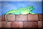 Iguana